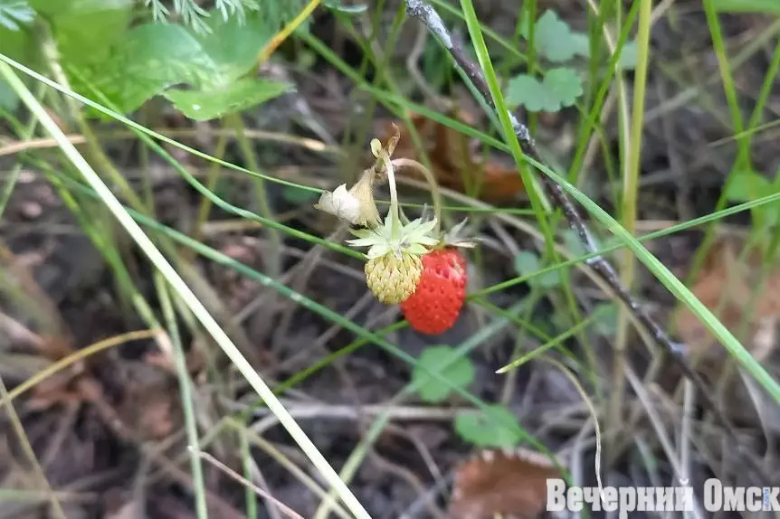 Из Омска в Казахстан пытались нелегально вывезти рассаду земляники.