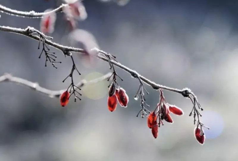 Заморозки до -3 и грозы: какая погода ждёт Казахстан 27 апреля