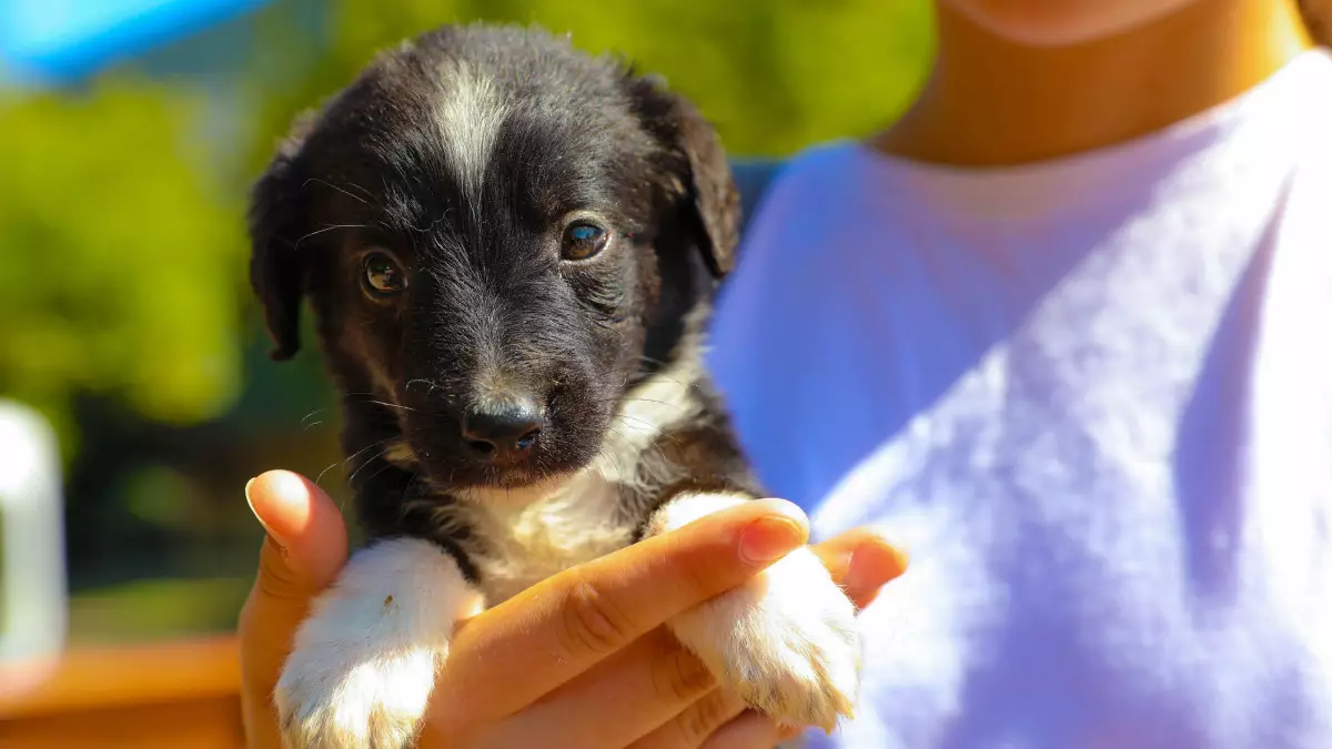 Жануарлар туралы заңға түзетулер: деректер, сандар және өзгерістердің себептері