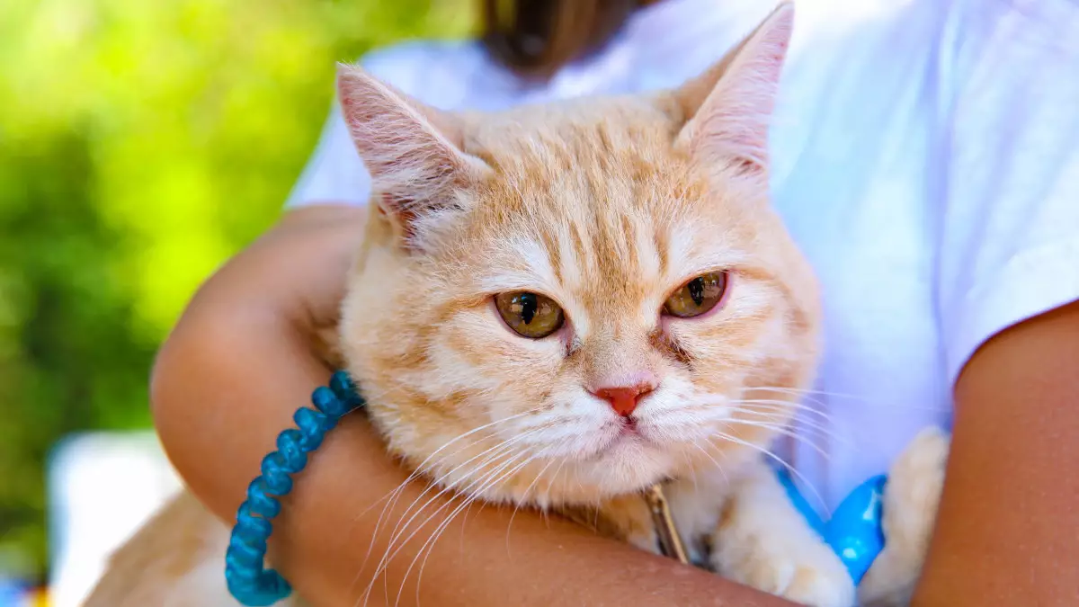 Жануарлар туралы заң: түзетулердің себебі, сандар және жаңа талаптар