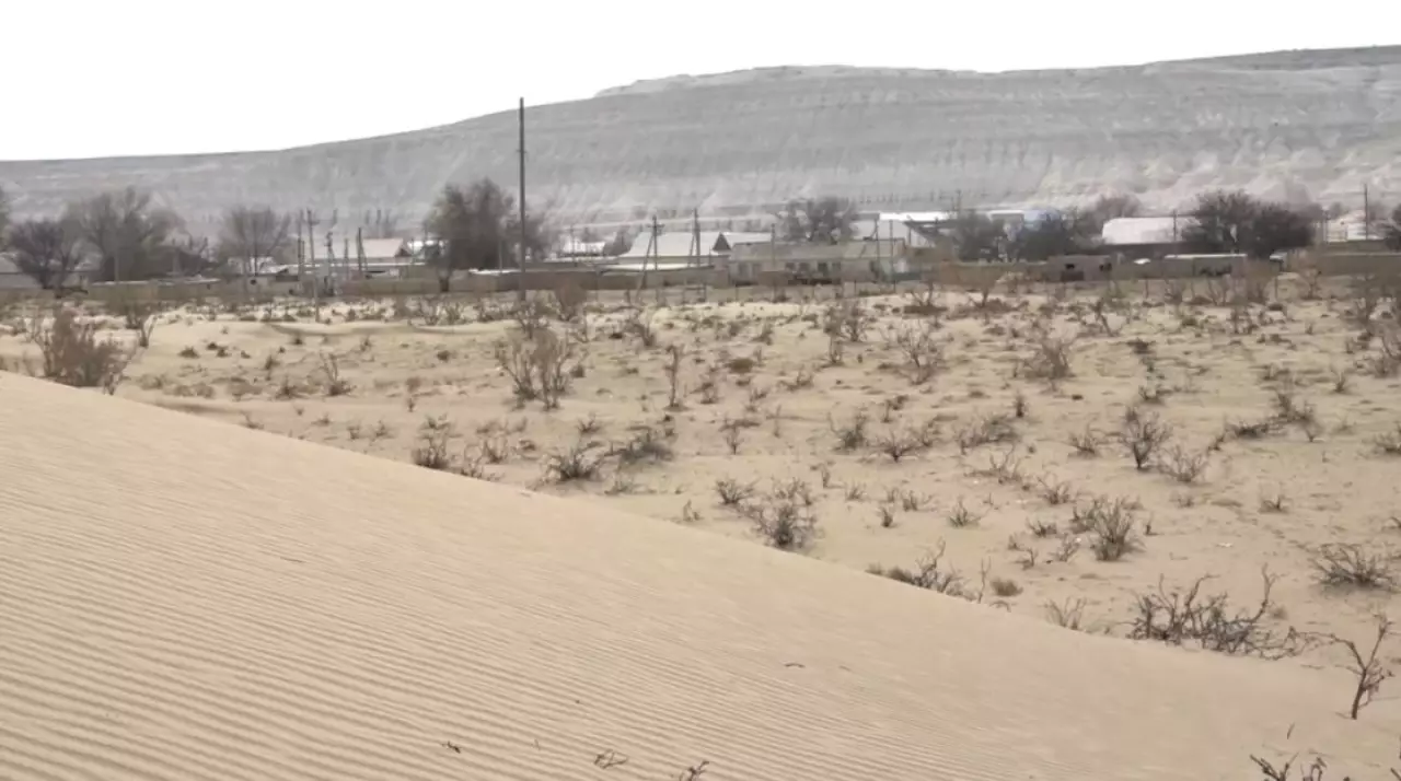 Маңғыстау облысында құмды бөгеуге қамыс қолданылады