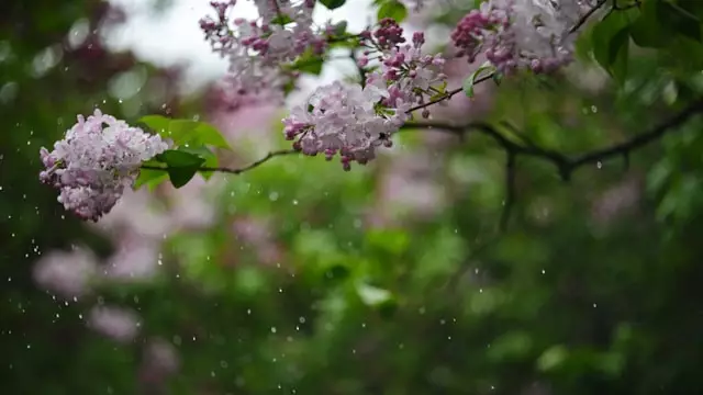 Жаңбыр, дауылды жел: 27 сәуірге арналған ауа райы болжамы