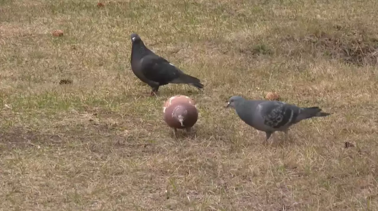 Оңтүстікті мекендейтін құстар солтүстікке ығысып жатыр