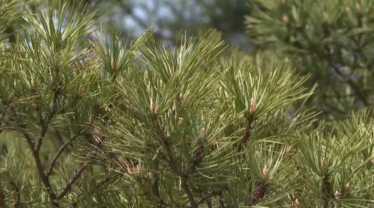 Электронные паспорта присвоят деревьям в Усть-Каменогорске