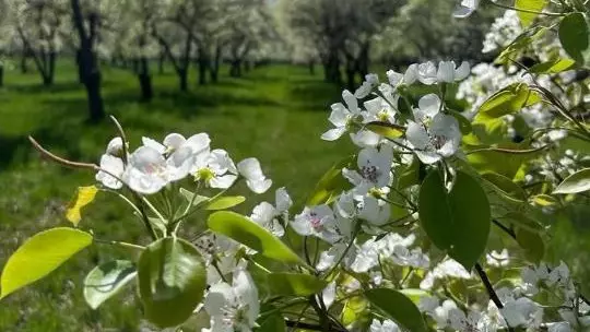 Апорттың екінші тынысы: Қазақстанға Нидерландтан 7 мың тамырсабақ жеткізілді