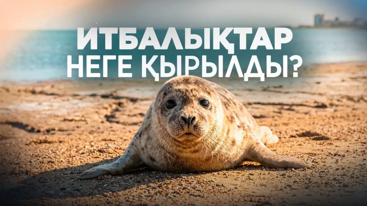 Газ, індет әлде экология: Каспийдегі итбалықтардың қырылуына не себеп? 