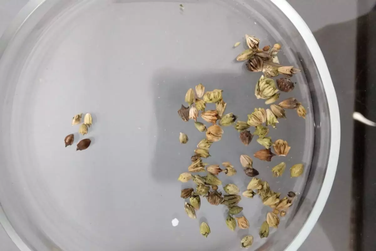 Опасный сорняк пытались завезти в Казахстан из России