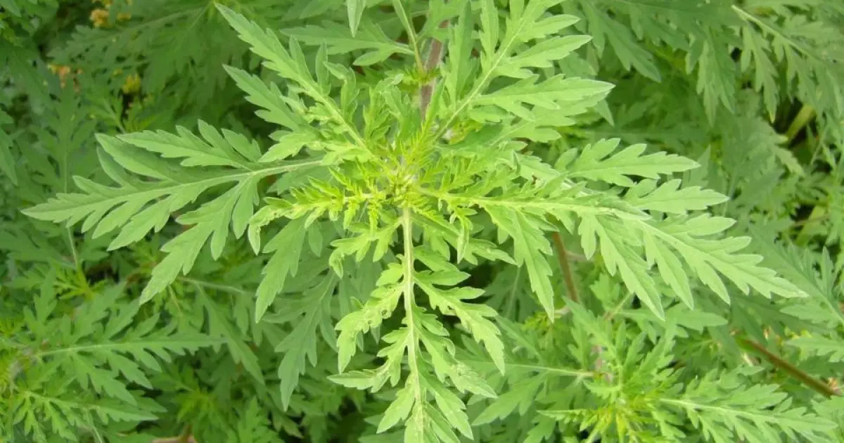   Ресей Федерациясынан әкелінген залалданған өнім анықталды   