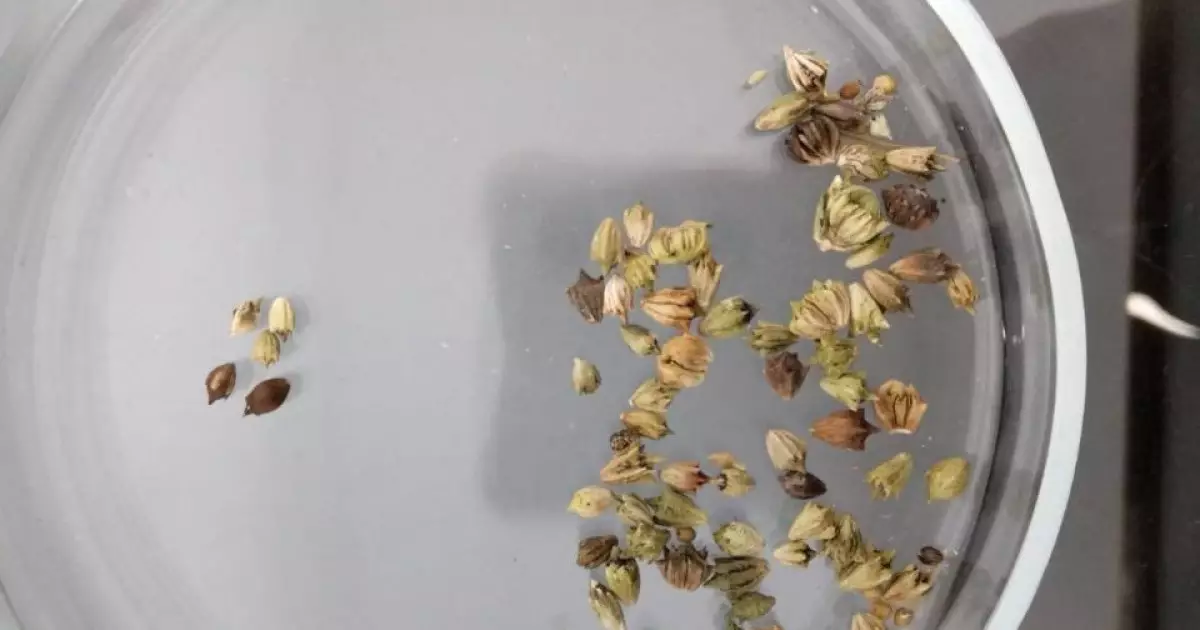  Екі өңірде импорттық өнімнен қауіпті арамшөптер анықталды 