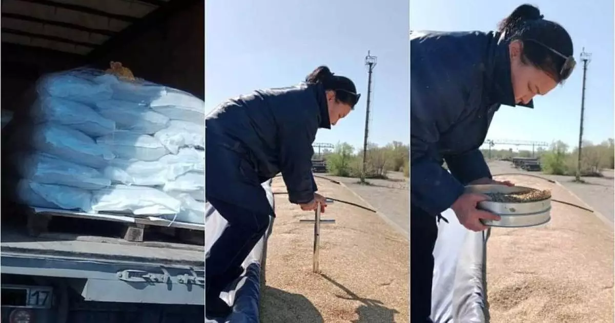  Қазақстанға Ресейден залалды арпалар жеткізілген 