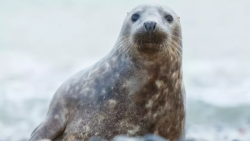 Газ, эпидемия или экология: что убивает каспийских тюленей?