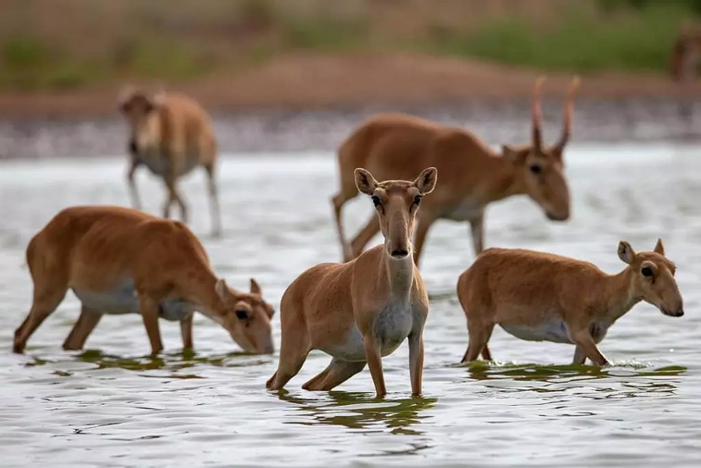 Банкрот болып жатырмыз: Қостанайлық шаруалар киік көбейгенін айтып,  дабыл қағуда