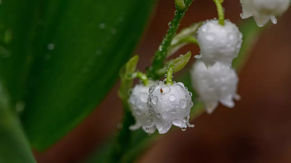 Астанада күн жылынса, Алматыда жаңбыр жауады: 28-30 сәуірге арналған ауа райы болжамы