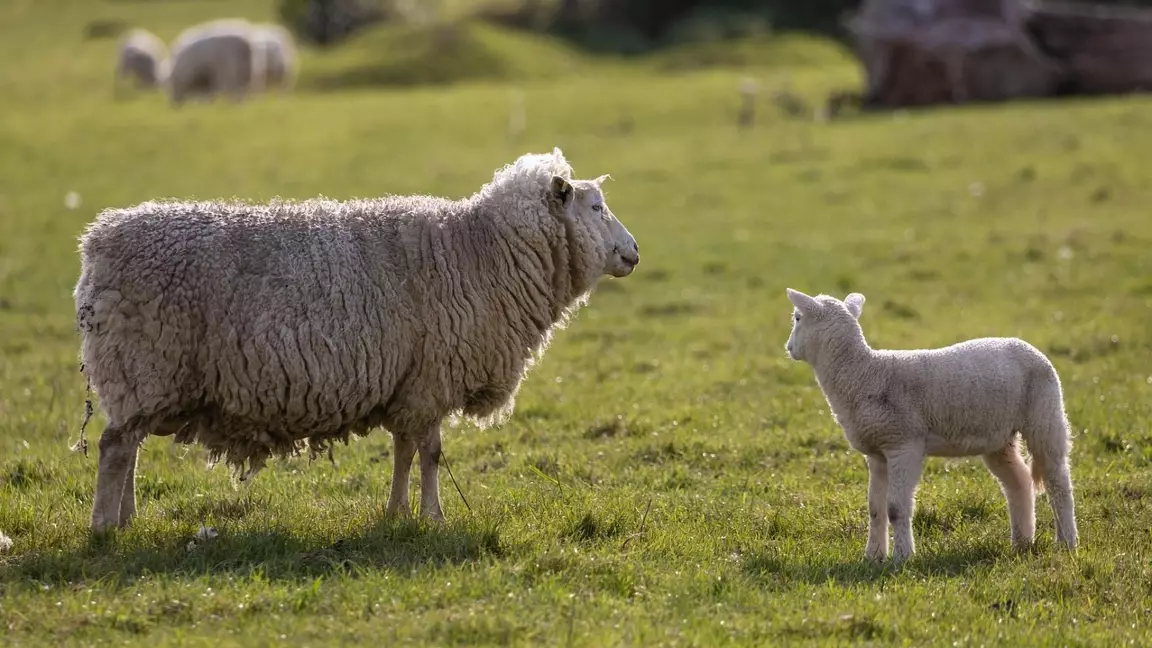Түркістанда 1000-ға жуық мал шекарадан заңсыз шығарылмақ болған
