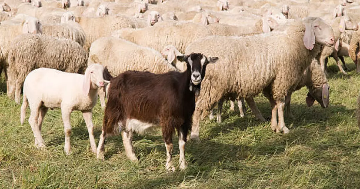  Түркістан облысында 1000 бас ұсақ малды шекарадан шығарып әкетпек болғандар ұсталды 