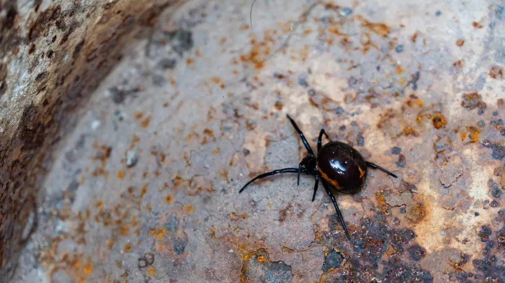 Прижигать место спичками? Эксперт рассказал, как спастись от укуса паука-каракурта