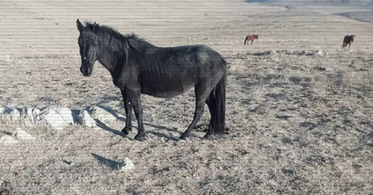  Шекарада 1000 басқа жуық малмен жүк көліктері қолға түсті 