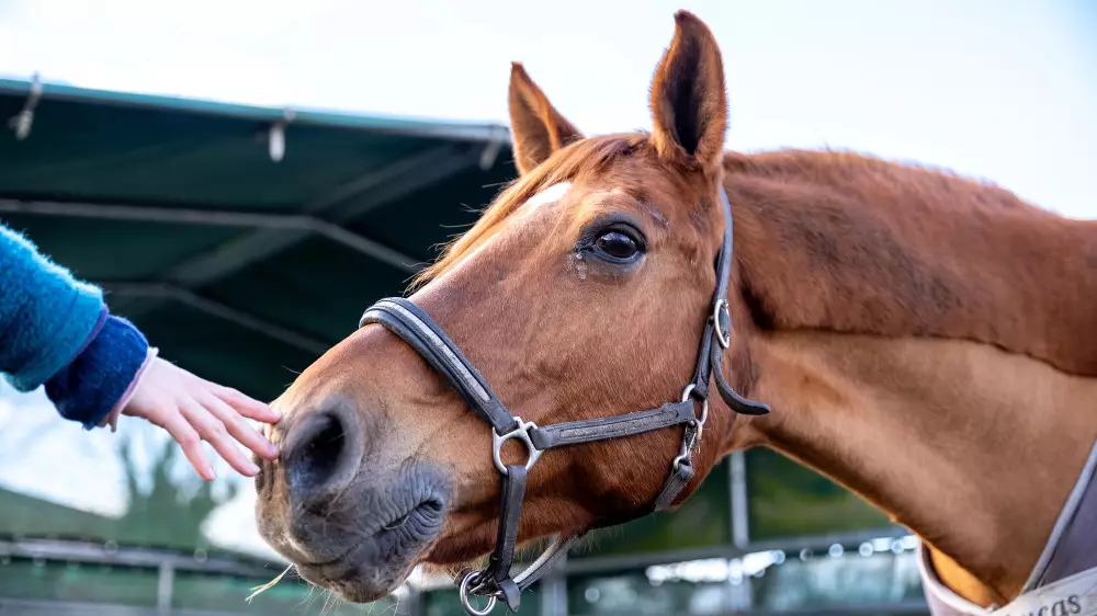 Лошадь откусила палец казахстанке на ипподроме