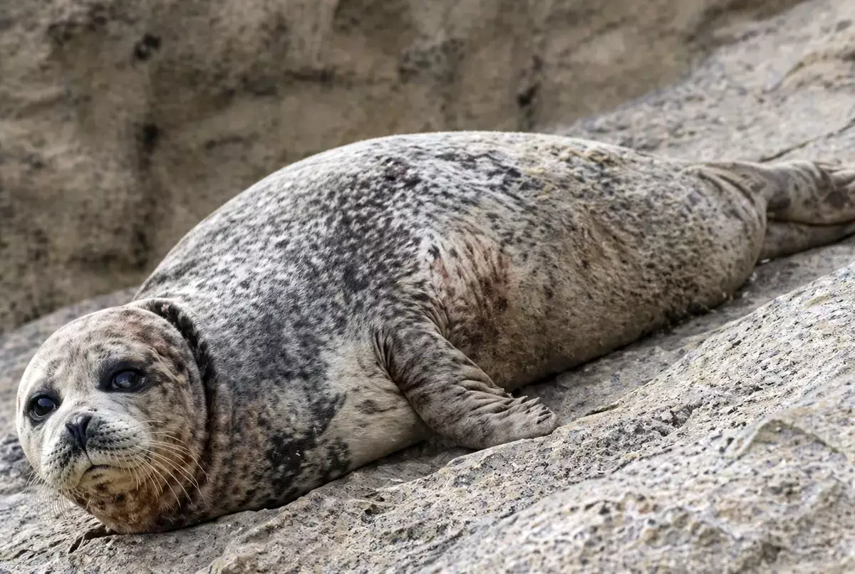 На берегу Актау обнаружили ослабленного тюленя - новости на Lada.kz 27.04.2026