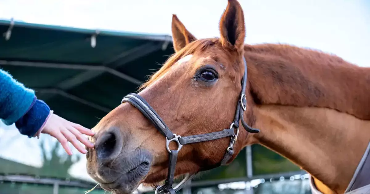  Жылқыға тамақ бермек болған әйел саусағынан айырылып қала жазды 