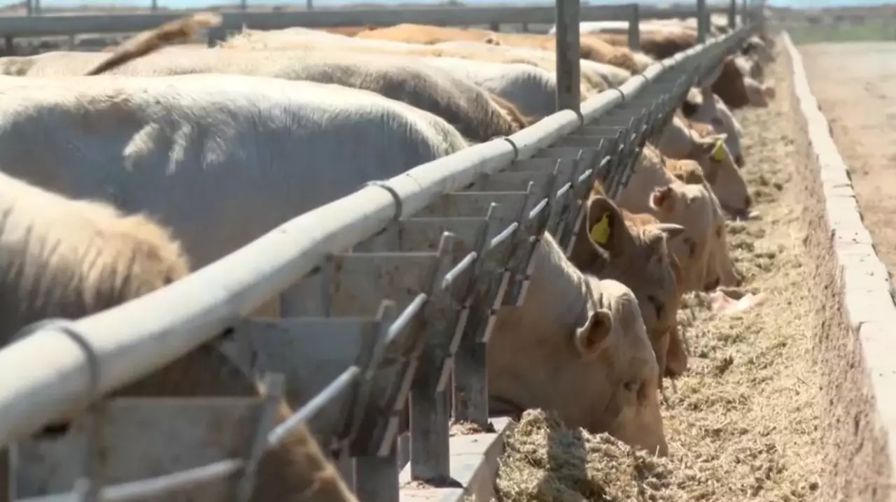 Түркістан облысында  50 мың бас ірі қараға арналған бордақылау кешені салынып жатыр