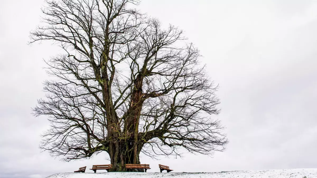 Три человека погибли из-за упавших деревьев в Самарской области РФ