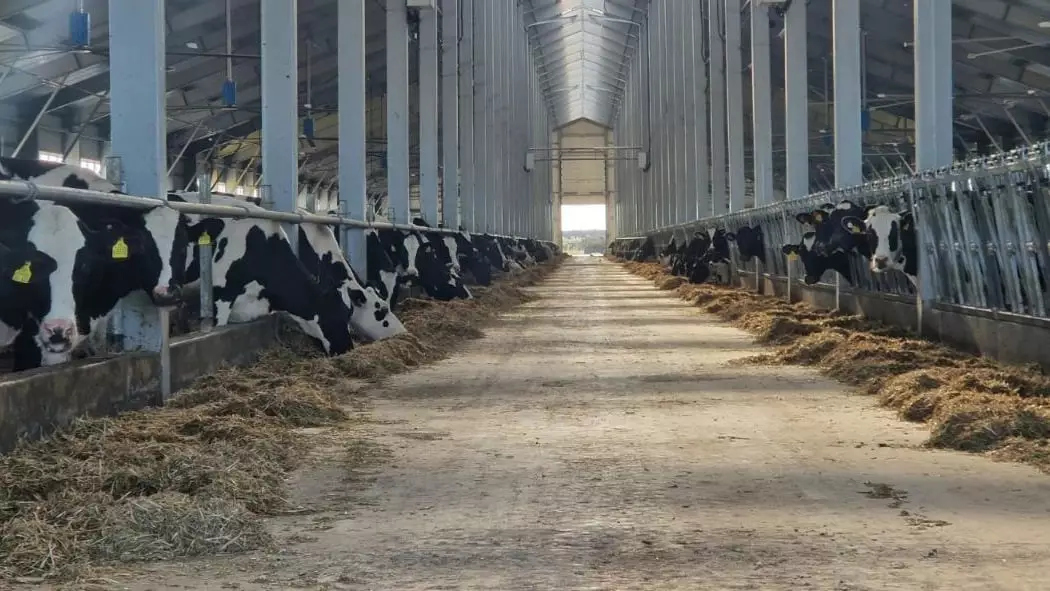 Вспышка заболеваний среди скота в России: есть ли угроза для Казахстана