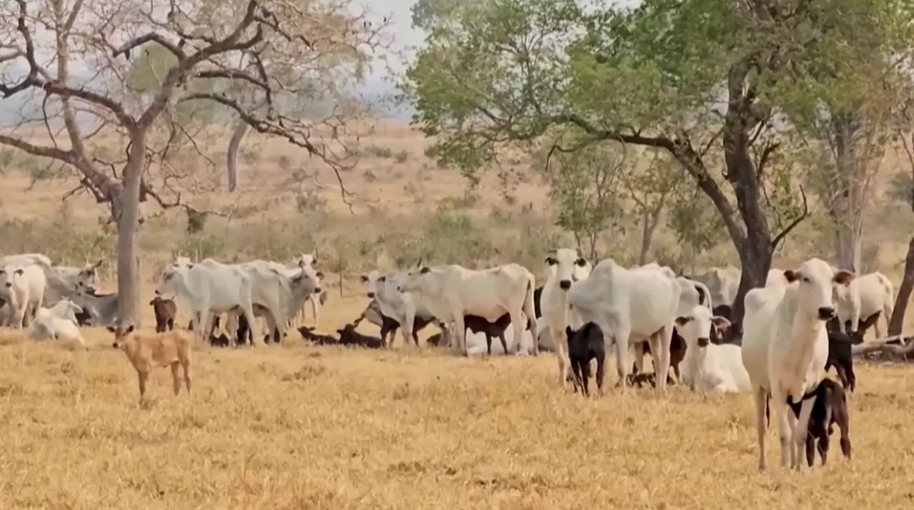 Климат өзгерісі мал өлімін көбейтті