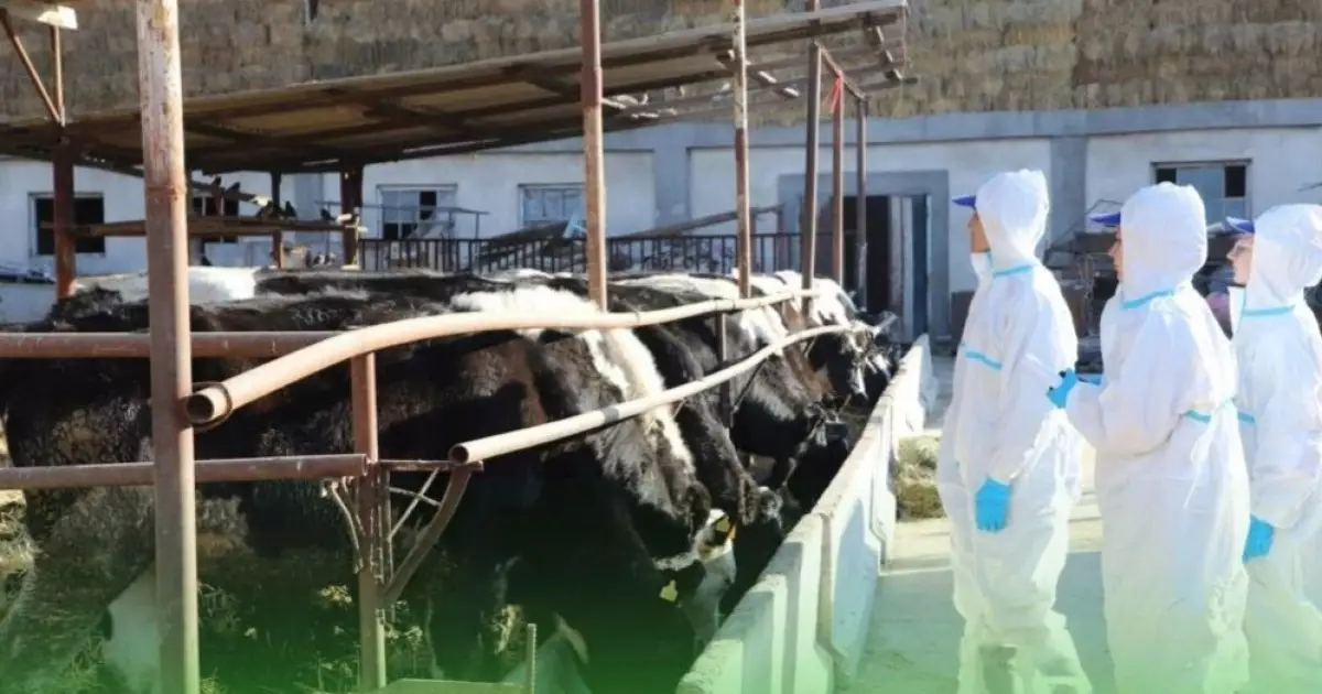  Батыс Қазақстанда 200-ден астам мал қырылып қалды 