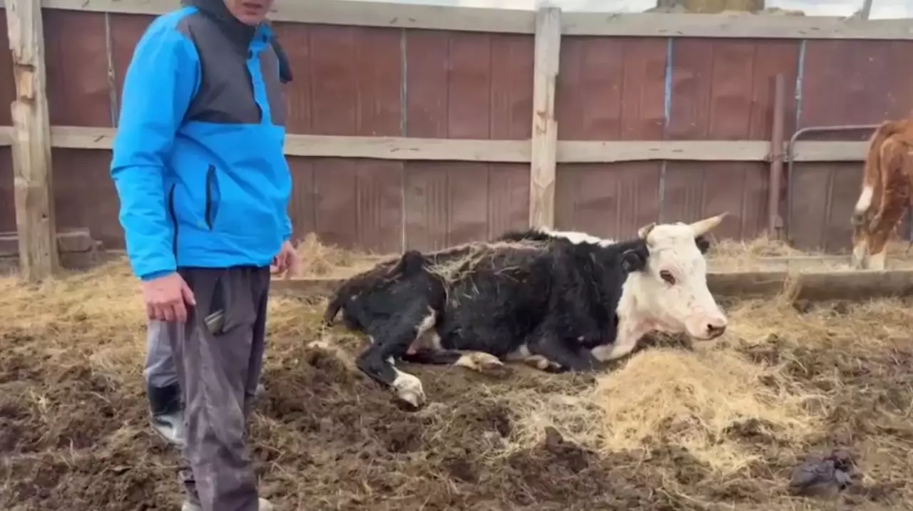 Батыс Қазақстанда мал індеті өршіп барады