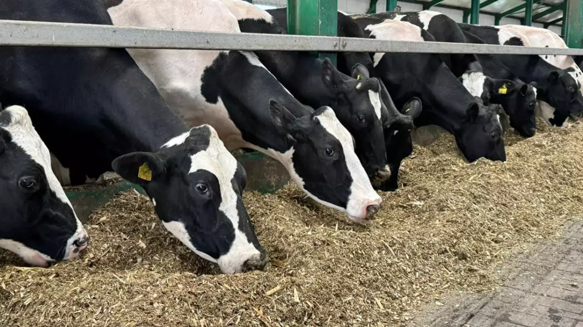 Көрші елде аусылдан мал жаппай қырылып жатыр. Індет Қазақстанға жетті ме? 