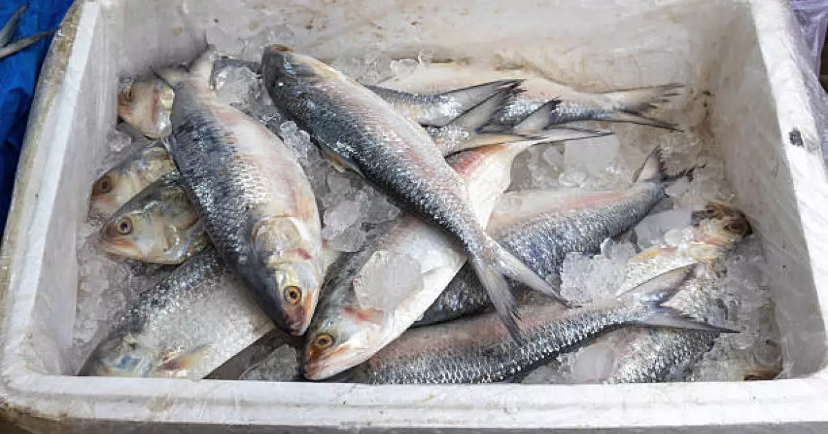  Жамбылда шенеуніктер балық өндіретін инвестордың жұмысына кедергі келтірген 