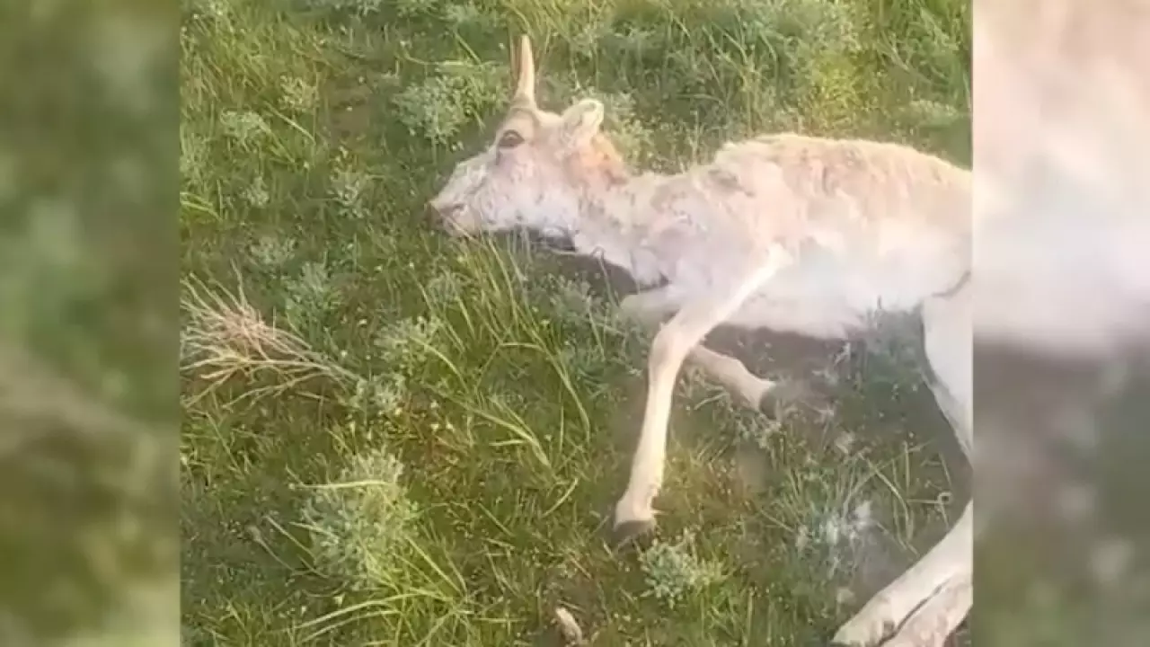 Эпизоотический контроль усилили в ЗКО после гибели сайгаков