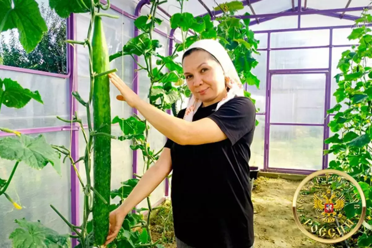 В России появился «царь-огурец»: его размеры превзошли все ожидания - новости на Lada.kz 28.04.2026