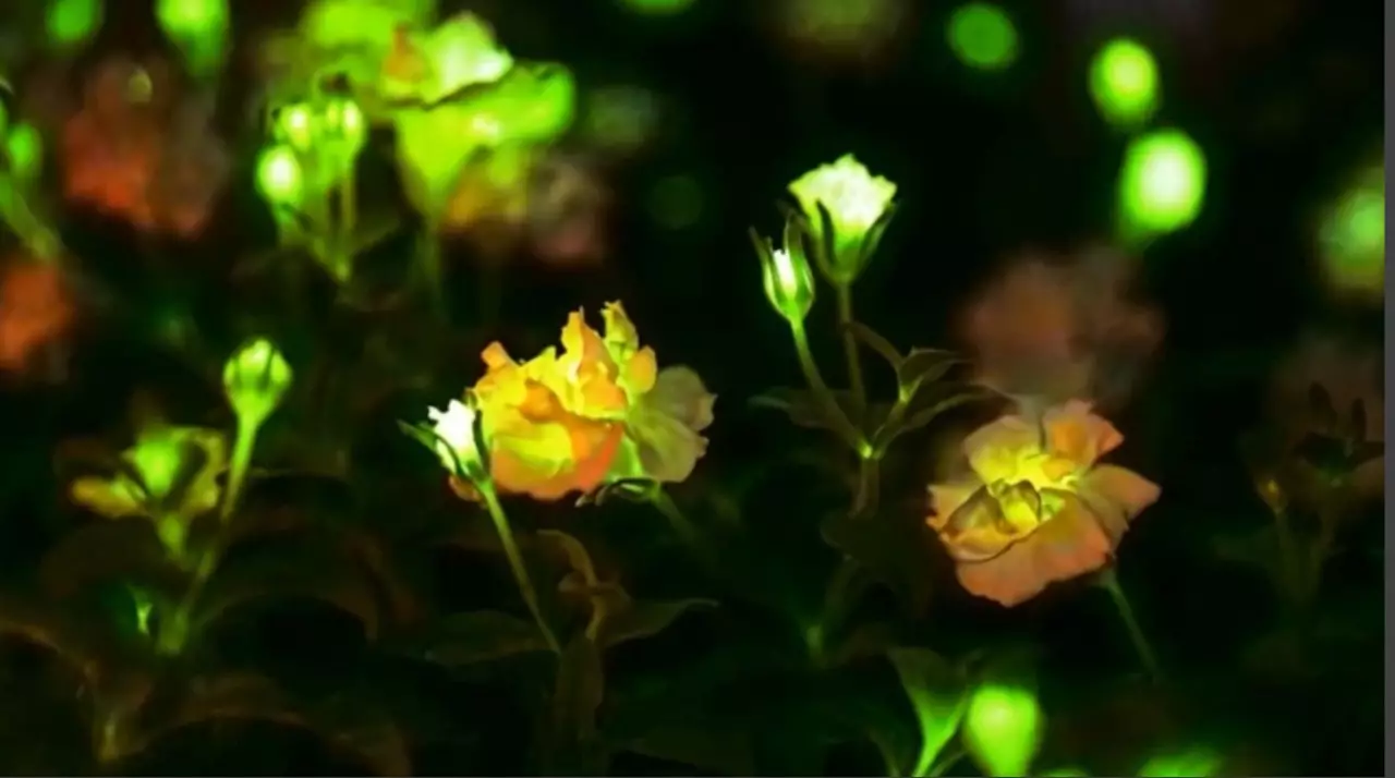 Қытайлар сәуле шашатын гүл өсірді