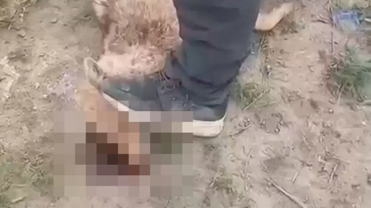 Отырарда шибөрі екі балаға шабуыл жасады: Біреуі ауруханада жатыр