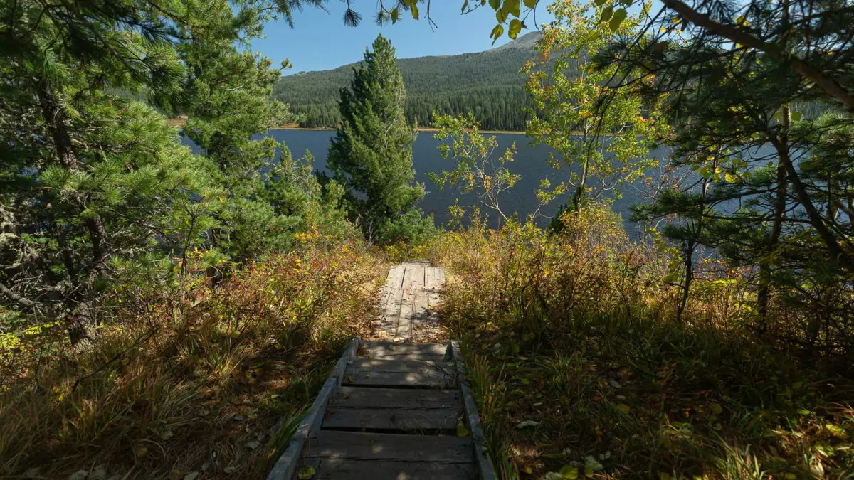 В области Абай ужесточили расчет ущерба за вырубку деревьев