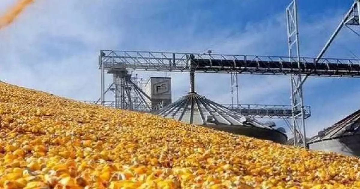  Түркістан облысында жүгеріні терең өңдейтін ірі зауыт салынып жатыр 