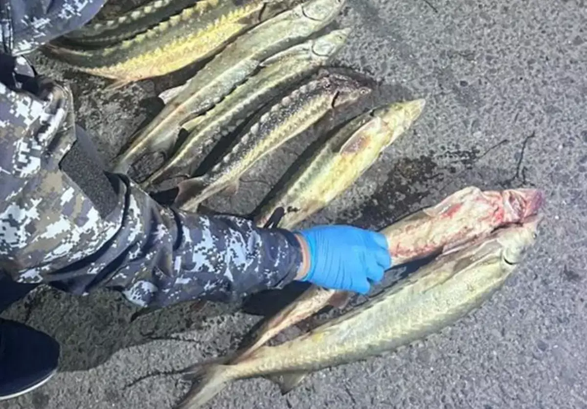 Жителю Мангистау грозит реальный срок за 10 осетров в багажнике - новости на Lada.kz 28.04.2026