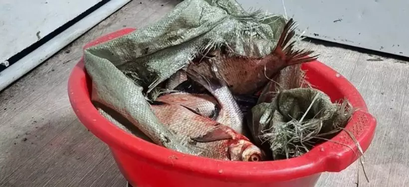 Семейде заңсыз балық тасымалдау фактісі анықталды