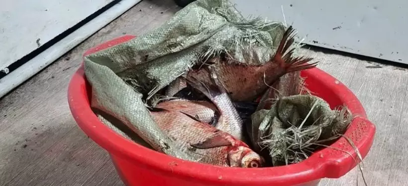 Факт незаконной ловли рыбы во время нереста выявили в Семее