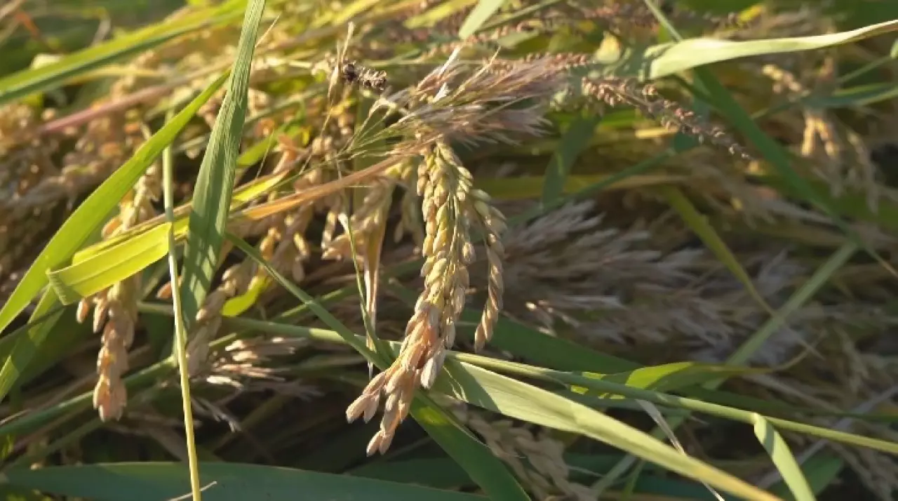 Қызылорда облысында 70 мың гектар жерге күріш егіледі