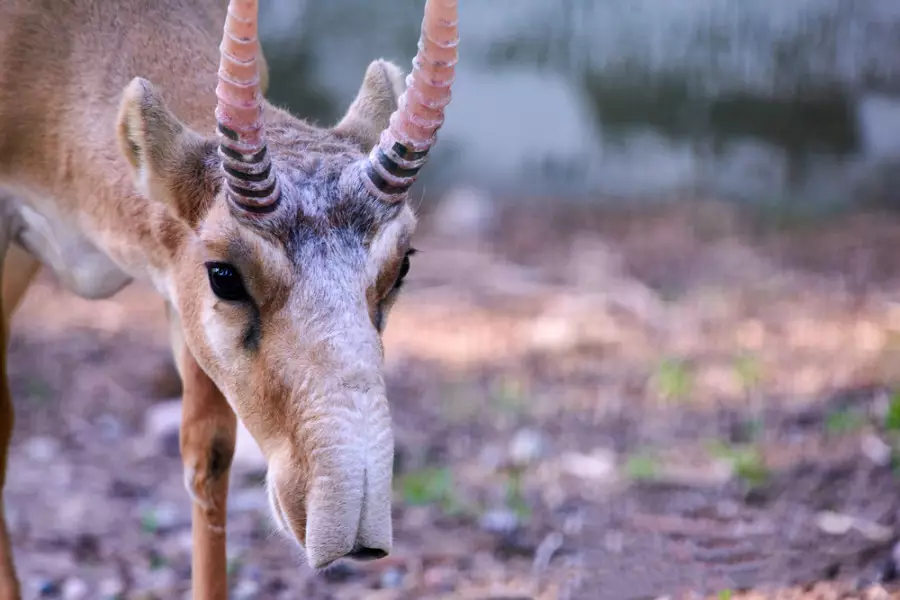 БҚО-да киіктерден ауру анықталды