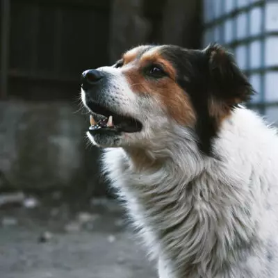 Қаладағы қауіп: қараусыз жануарлар мен инфекциялық тәуекелдер