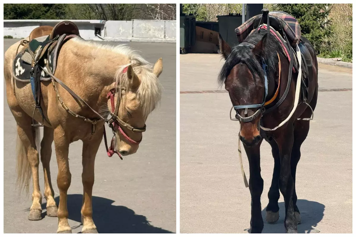 "Көлеңкеге байламай, су бермей, қинап қояды": Алматылықтар Медеуде қызмет еткен жылқылардыңң мүшкіл жағдайына шағымданды