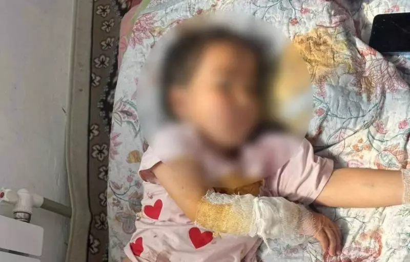 Шакал покусал ребёнка и двух взрослых в Туркестанской области