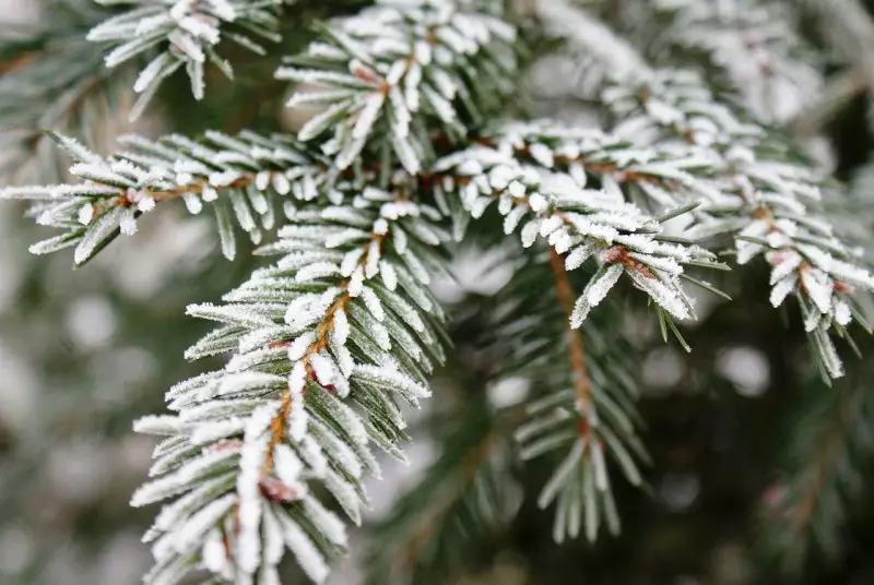 Заморозки и дожди накроют регионы Казахстана 29 апреля