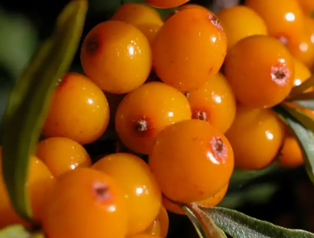 Найдено новое природное средство для снижения уровня сахара в крови - новости на Lada.kz 28.04.2026