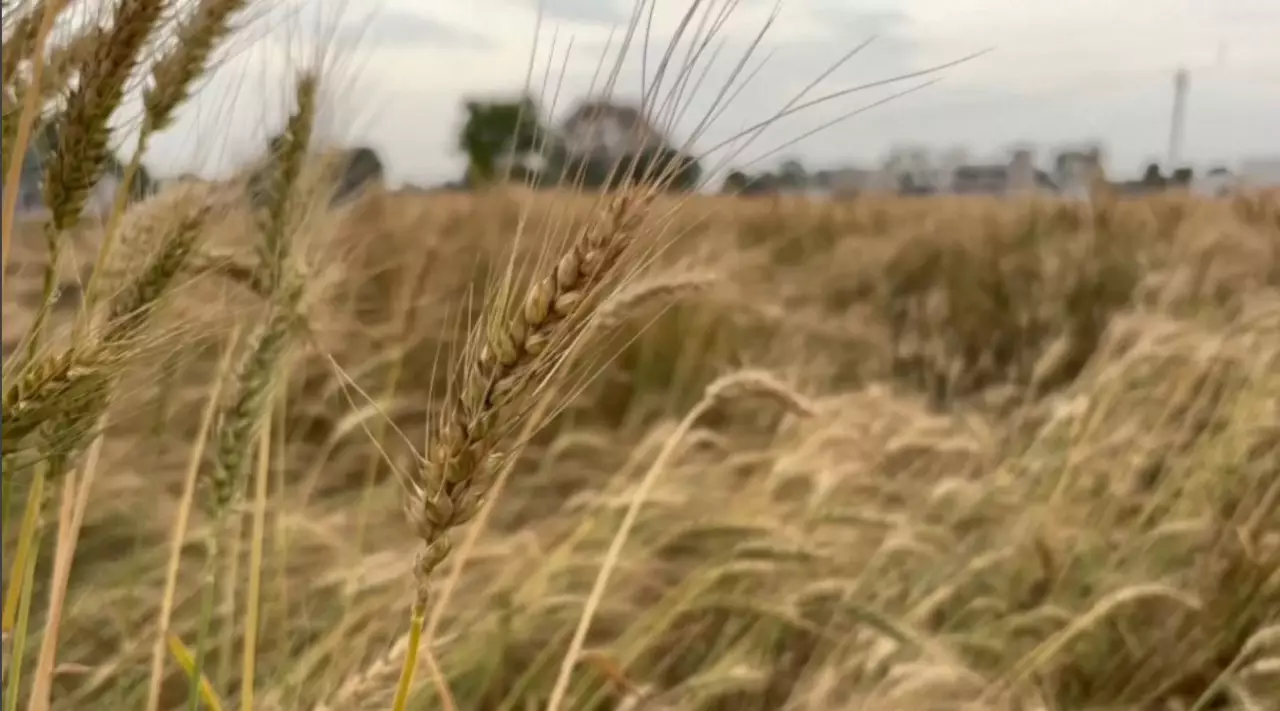 Әлем Таяу Шығыстағы қақтығыс кесірінен аз астық жинауы мүмкін