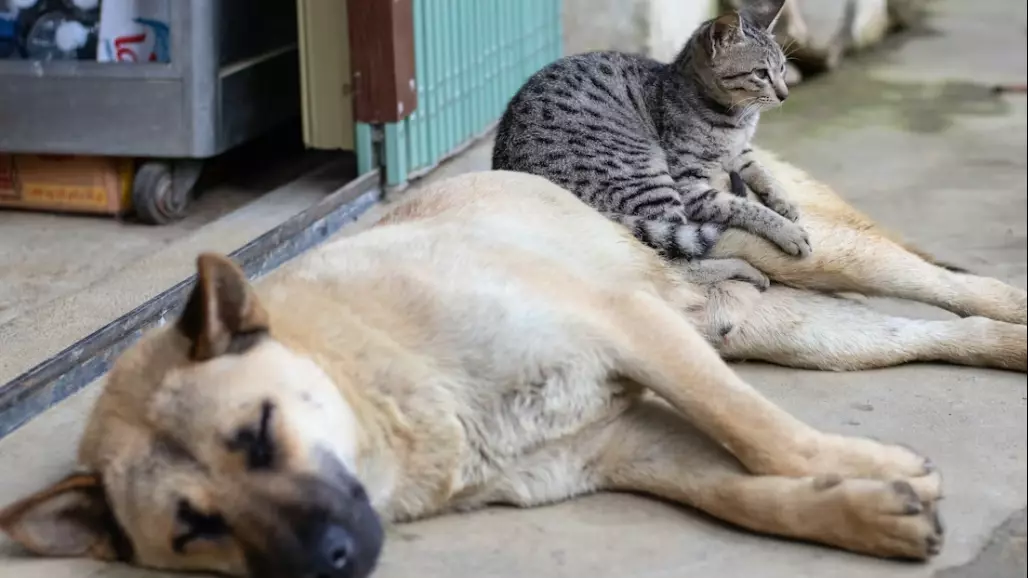 Жануарларға жанашырлық артты: ЕО ит пен мысыққа қатысты бірыңғай ереже енгізді